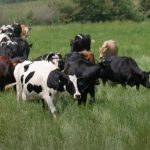 A vision for agriculture
