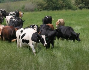 A vision for agriculture