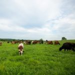 Farmers and researchers come together to form new group, Grassland 2.0, to grow grassland agriculture