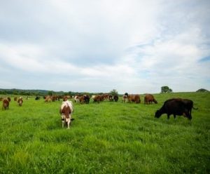 Farmers and researchers come together to form new group, Grassland 2.0, to grow grassland agriculture