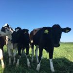 10 reasons why all farmers should raise livestock
