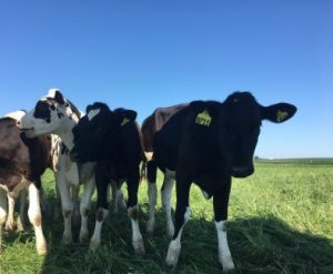 10 reasons why all farmers should raise livestock