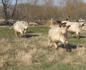 Reimaging Midwestern agriculture
