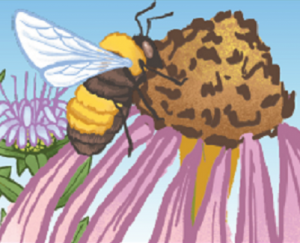 Midwest bumble bees declined with more farmed land, less diverse crops since 1870