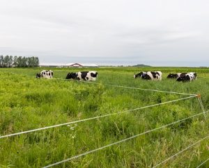 Introducing Grassland 2.0’s Digital Dialogue Series