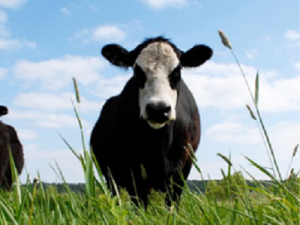 Grassland 2.0 and partners receives grant to understand opportunities and barriers related to integrating livestock and crop production