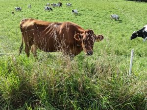 New podcast episode features poetry discussing the changes in dairying over the last 50 years