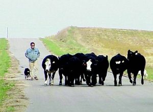 GrassWorks: A place where working dogs (and their humans) belong