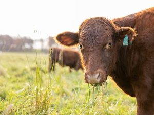 Last Digital Dialogue of the spring coming up May 17th