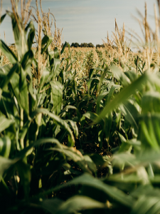 U.S. Renewable Fuel Standard incentivizes land use change with environmental consequences