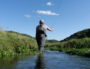 Cattle and Brookies: Making Modern Agriculture and Trout Habitat in Wisconsin