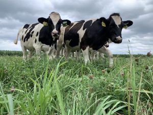New tool helps dairy farmers explore the economics of grazing dairy heifers