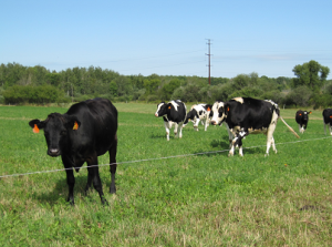 Heifer Raising Road Show Kicks-Off in the Cloverbelt Learning Hub