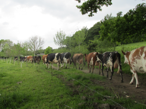 When it comes to dairy, France and Wisconsin share common histories and aspirations