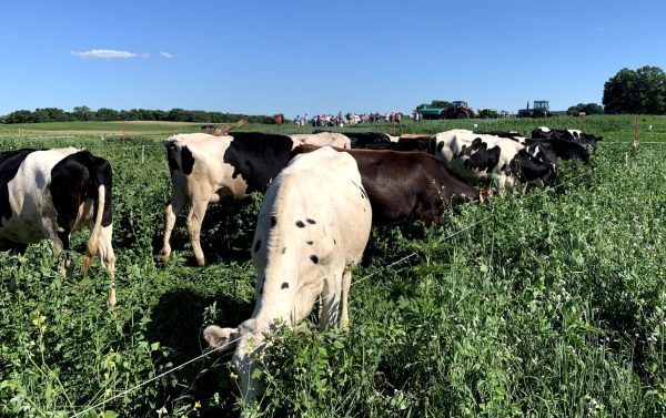 Dairy Heifer Grazing: Scaling Regenerative Dairy Systems for the Win-Win…Win